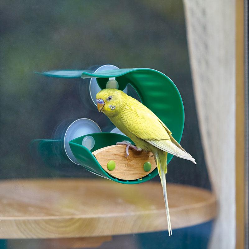 image shows a bird perched on the feeder to eat the bird seed