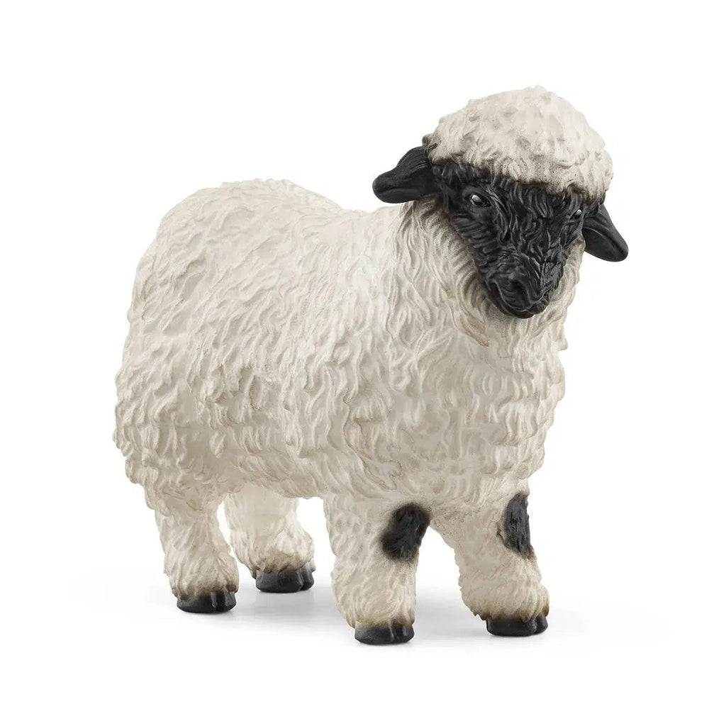 Image of the Blacknose Sheep. It has white wool everywhere except its face, hooves, and front knees. In those places it is black.