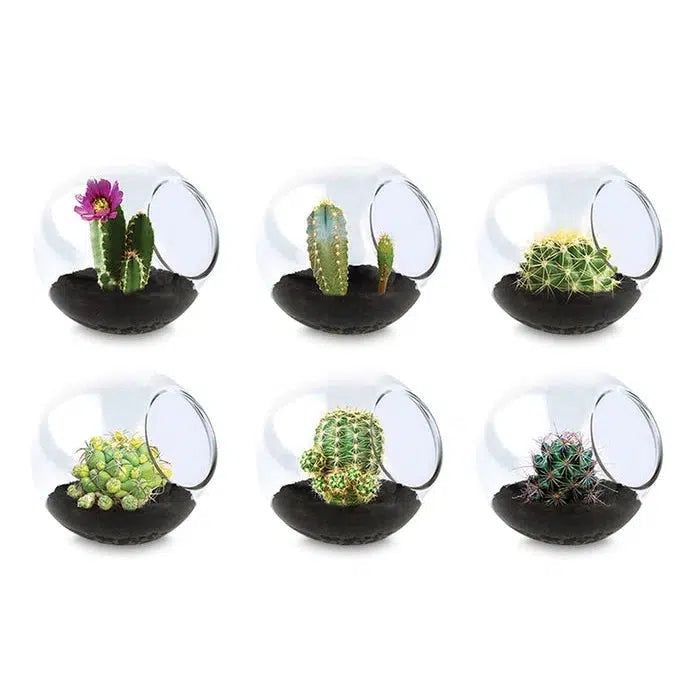 where to buy miniature plants for terrariums Spider Cactus (Tiny Terrarium)