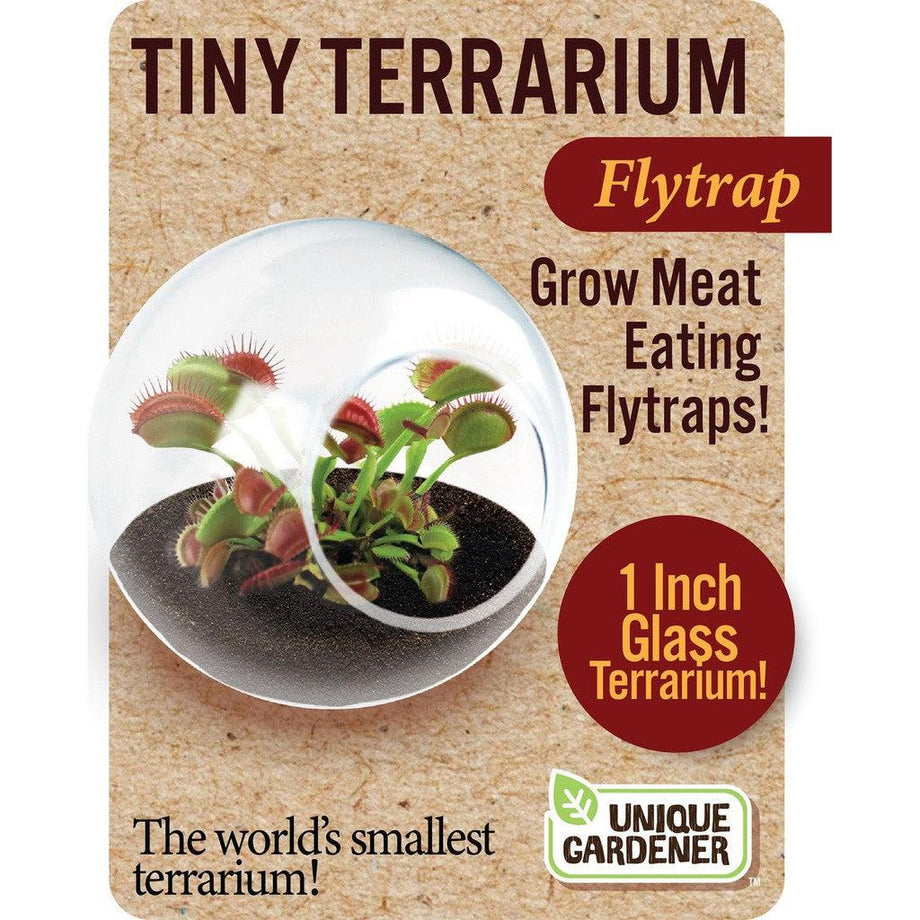 Tiny Terrarium Carnivorous Sundew