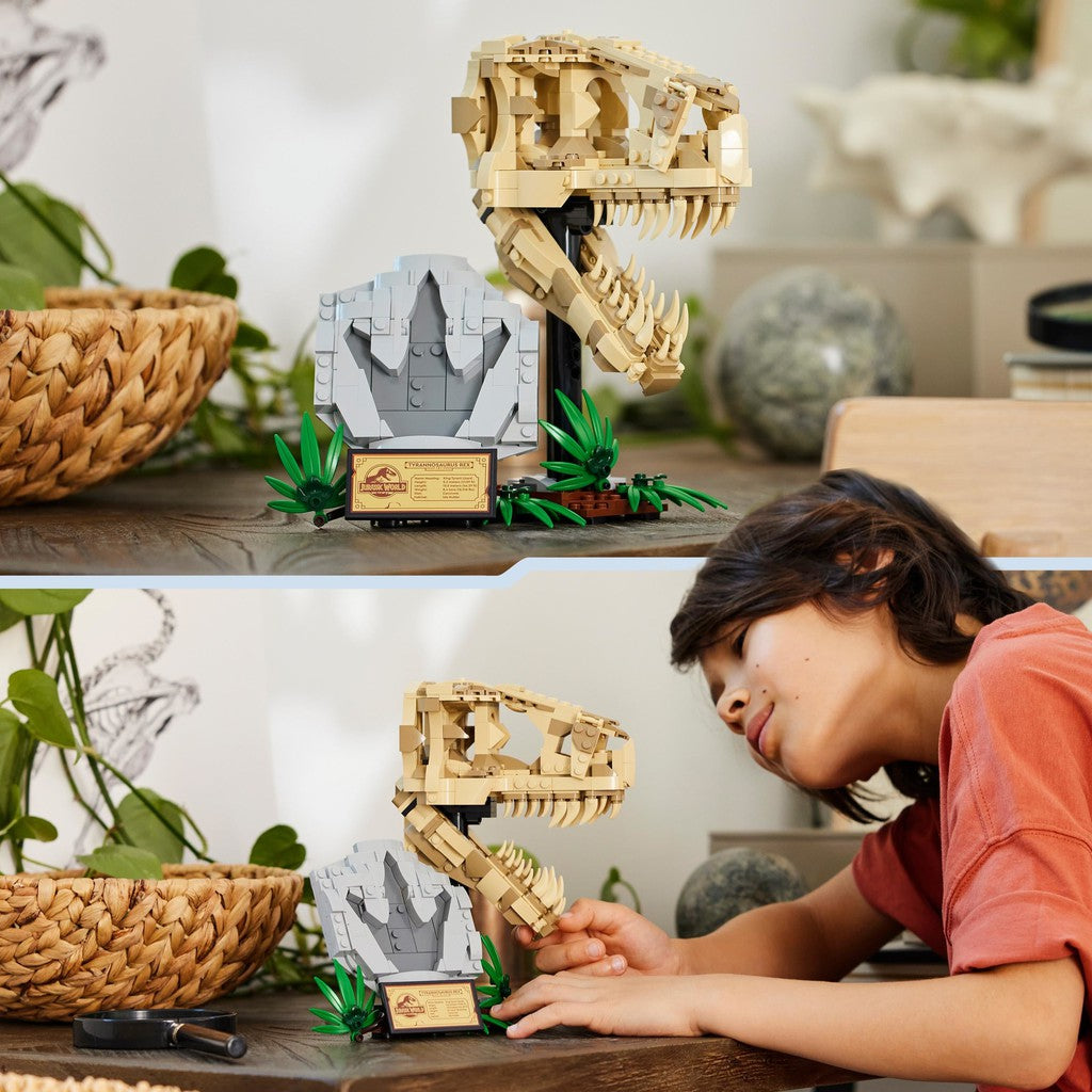 image shows a kid building and admiring the fossil and plaque