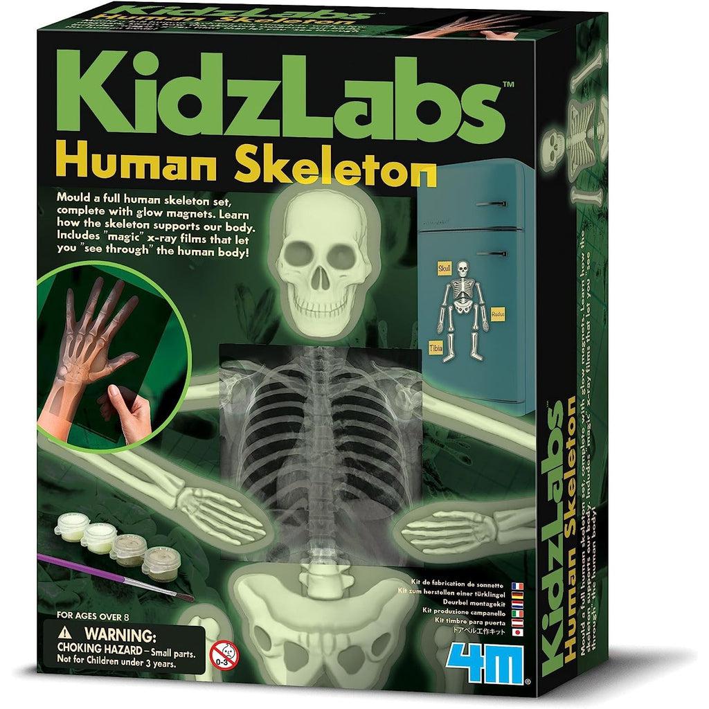 Image of the packaging for the Glow Human Skeleton science toy. On the front are images of the different science and skeleton themed crafts that you can create with this kit.