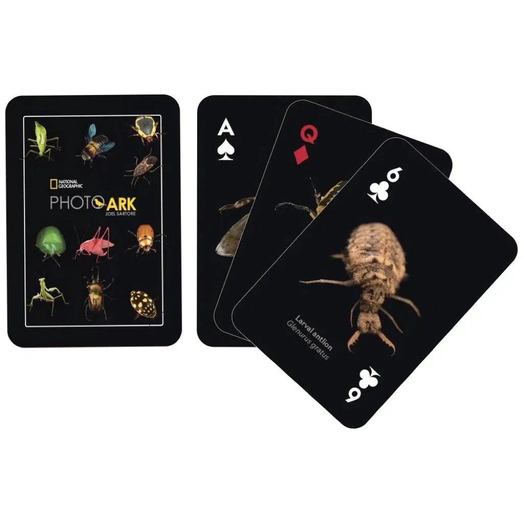 Image of the back of the deck of cards. On it are 10 pictures of different insects. Some examples include flies, beetles, mantises, and grasshoppers.