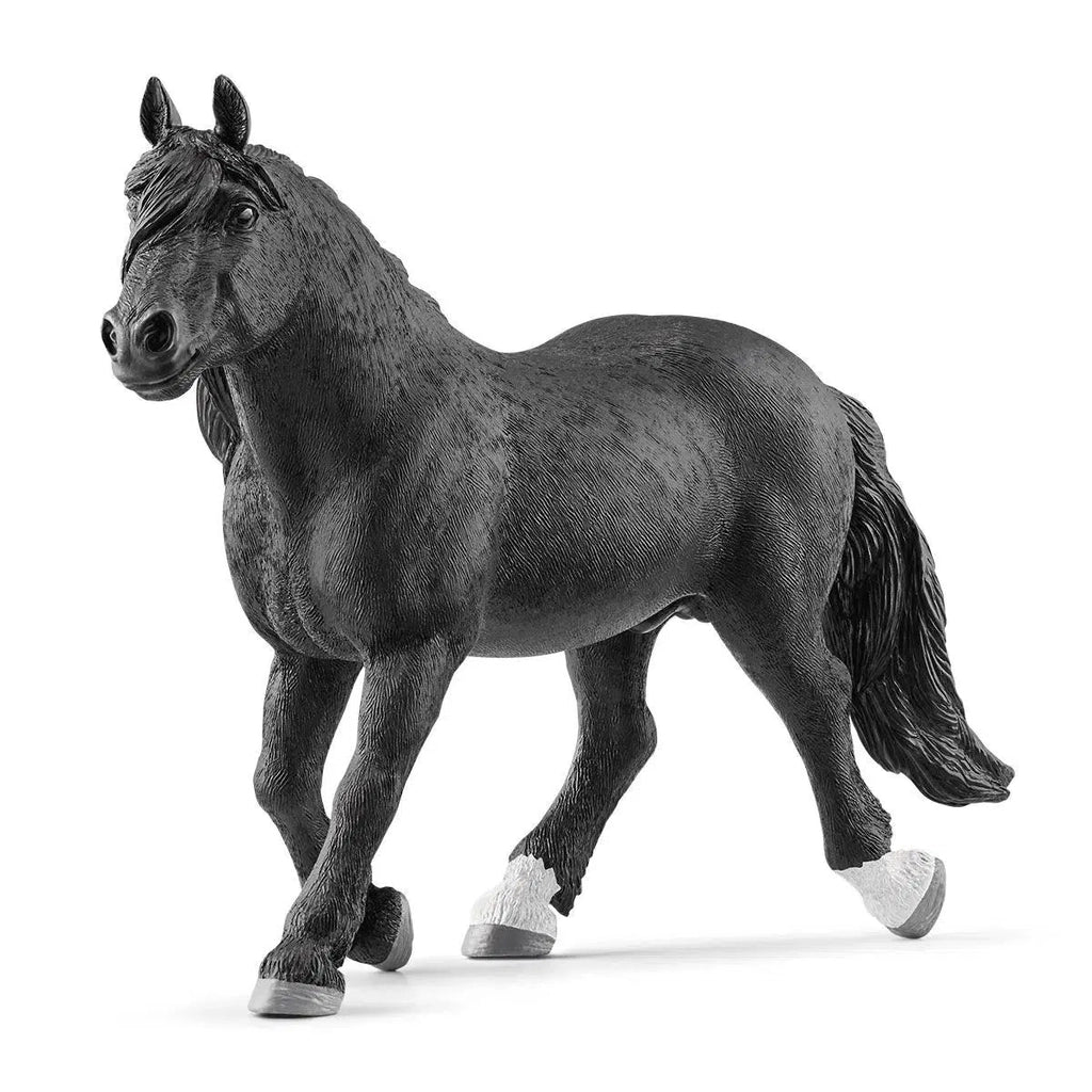 Image of the Noriker Stallion figurine. It is  a completely black horse except for two white back feet. It is a larger, buffer horse that has lots of defined muscles.