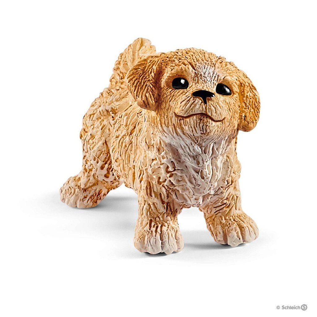 Close up of one of the dogs. It is a golden cream color and has short legs.