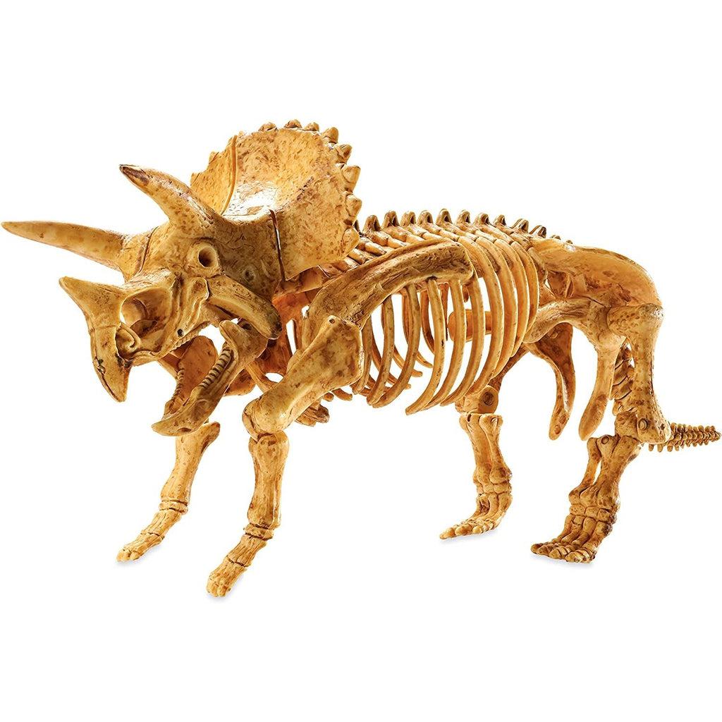 Fully assembled Triceratops skeleton