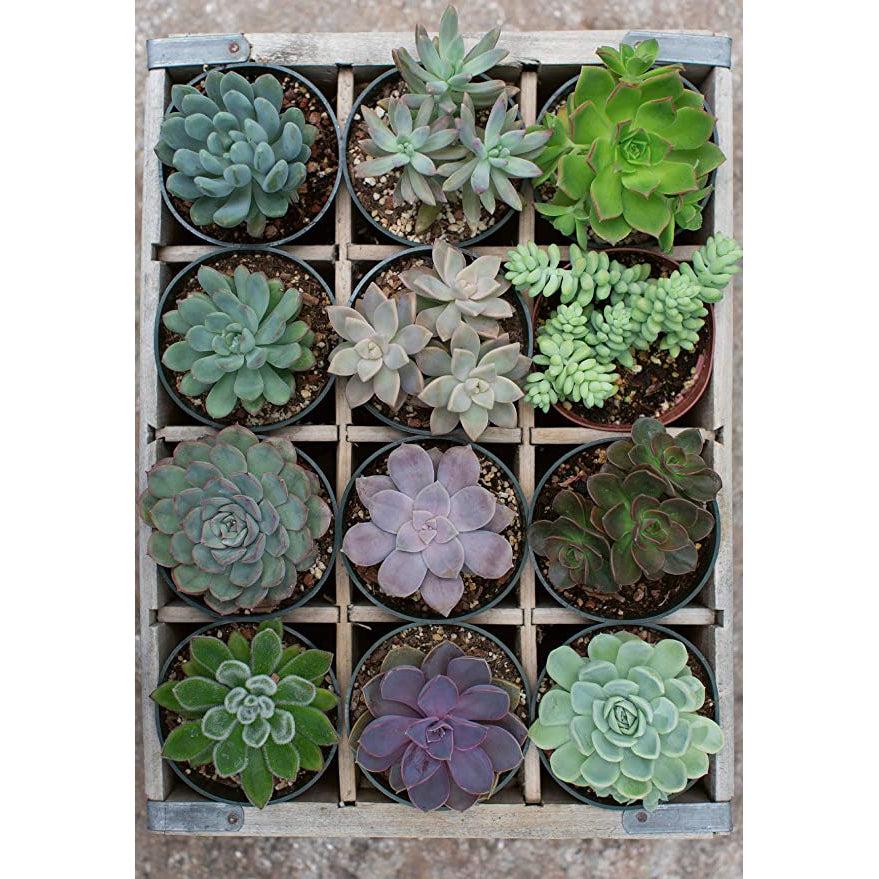Puzzle image | Image of a wooden plant divider with potted succulents arranged in a  3 by 4 rectangle. | Succulents come in a variety of leaf shapes and colors, and are situated in black pots.